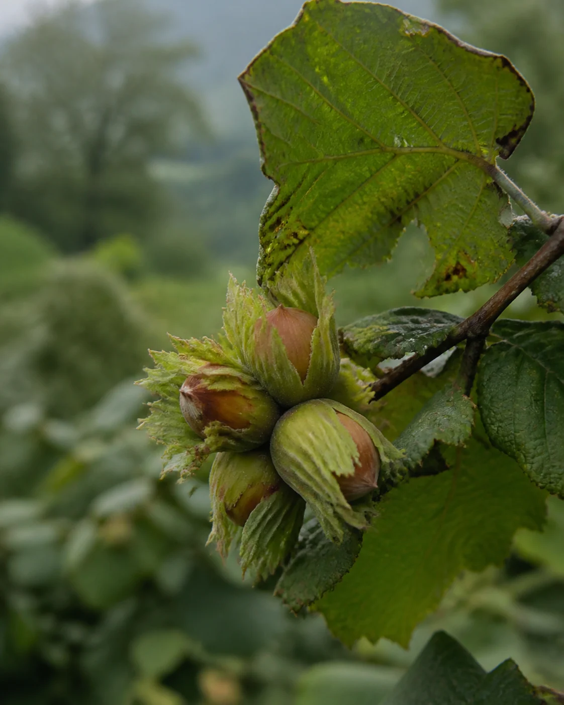 Hazelnuts growing in green husks in a Black Sea orchard